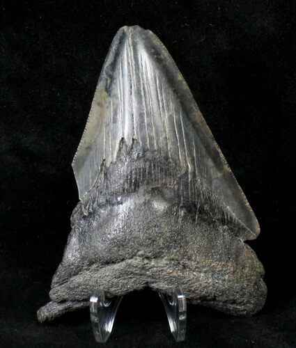 Bargain, Serrated Megalodon Tooth - South Carolina #19058
